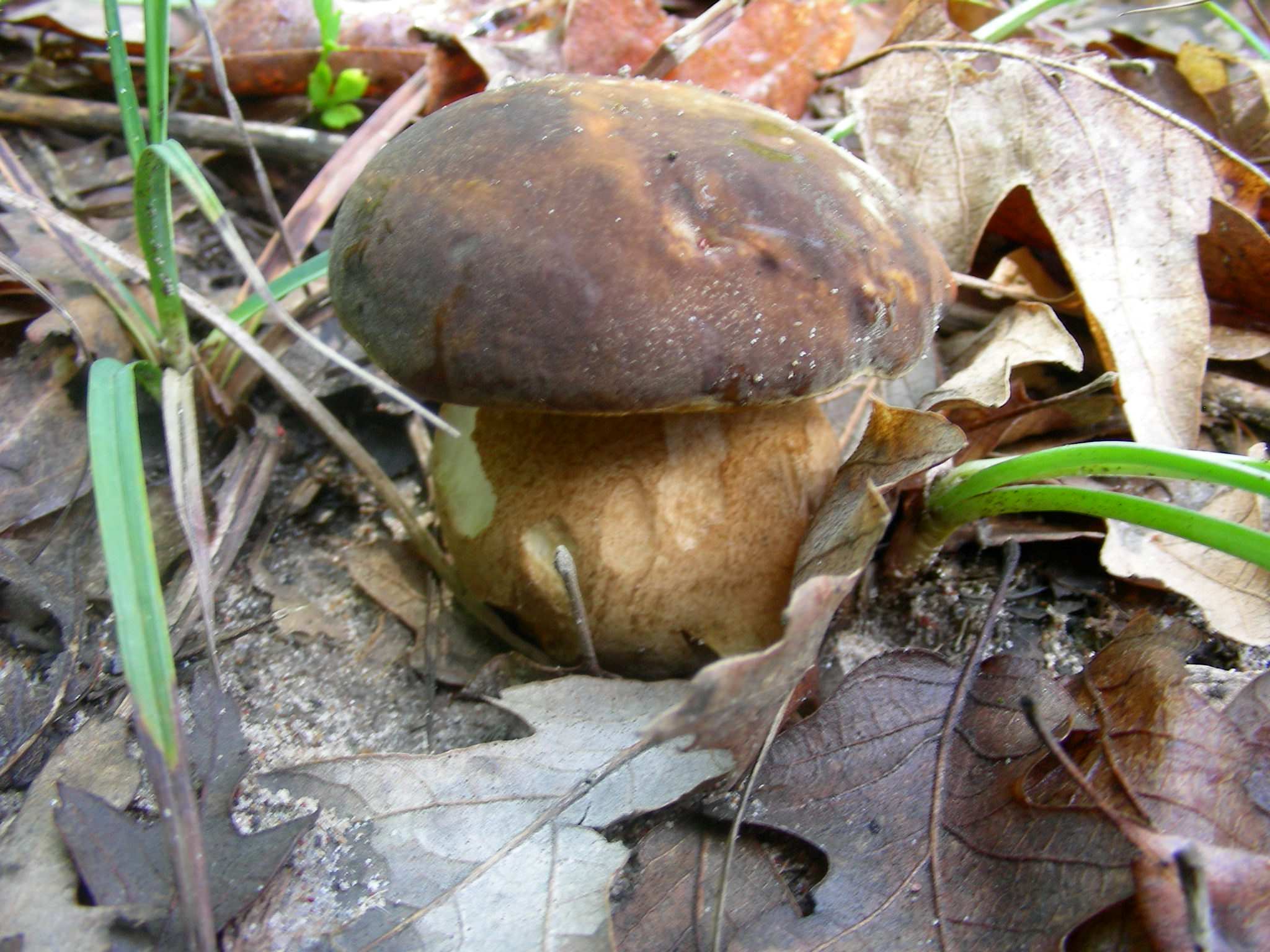 1345 Maggio vecchio ritrovamento